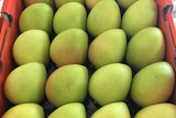 Class one mangoes