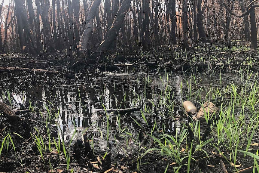 Grass growing through blackened bushfire ground wet with rain