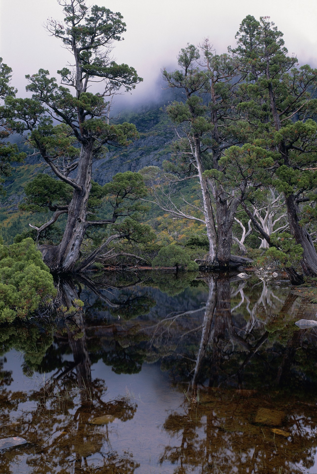 Pine trees reflected in a pool of water