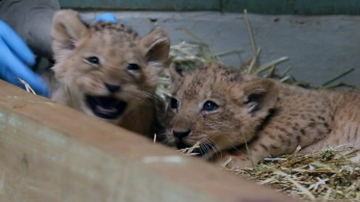 Two six-week-old lion cubs at Werribee Open Zoo in Victoria, on December 7, 2015.