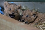 Two six-week-old lion cubs at Werribee Open Zoo in Victoria, on December 7, 2015.