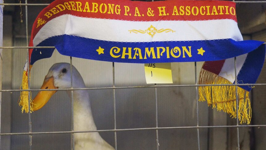 A duck in a cage with a champion ribbon.