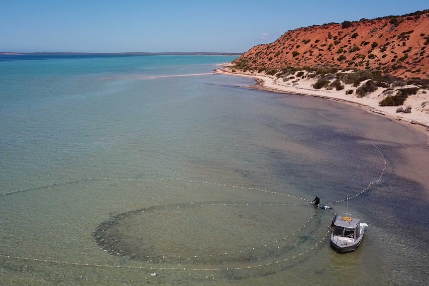 Drone photo of Shark Bay net fishermen hauling their nets in Shark Bay.