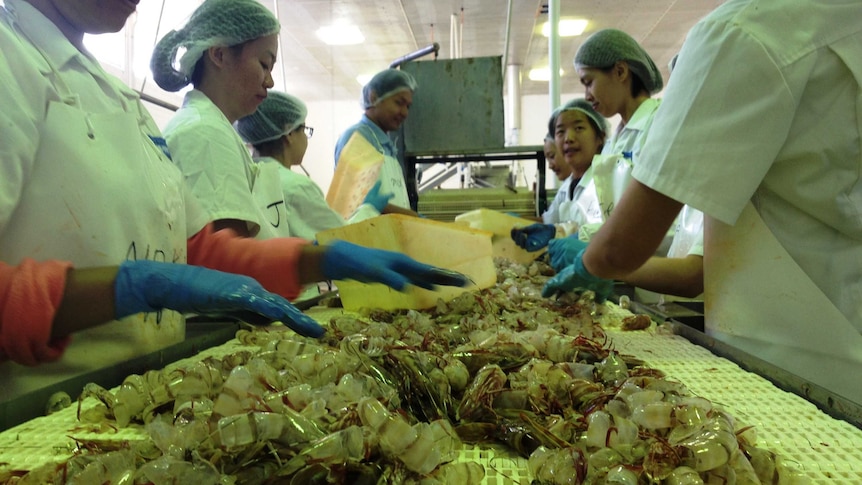 Carnarvon workers peel prawns ahead of packing