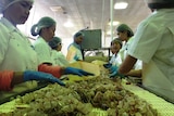 Carnarvon workers peel prawns ahead of packing