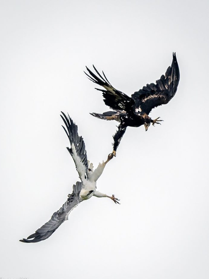 A wedge-tailed eagle and white-bellied sea eagle lock claws as they fight, Tasmania, 2020.