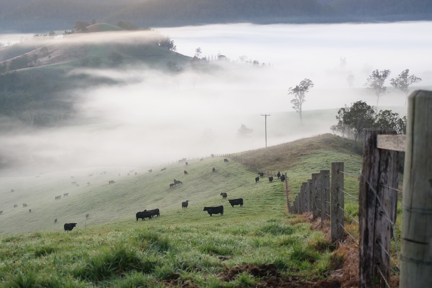 A green paddock dotted with black cattle against a foggy background.
