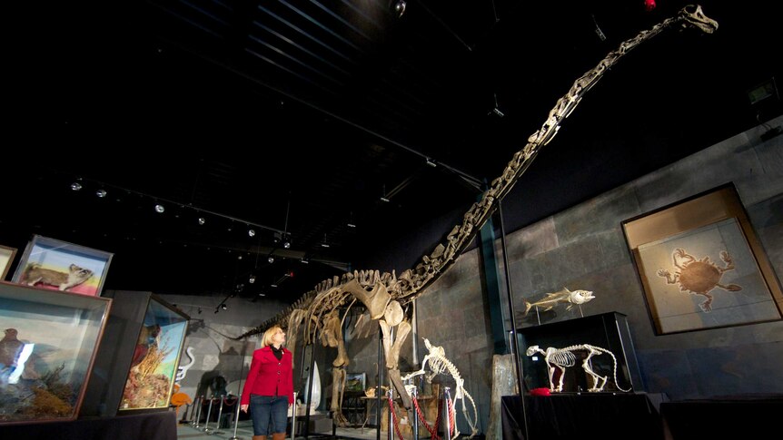 A woman walks next to the skeleton of a diplodocus, which is up for sale at auction