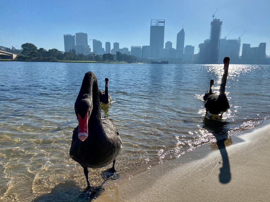 Swans in the foreground with a hazy skyline in the background