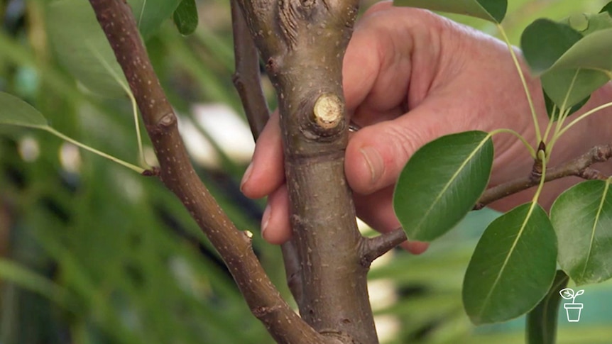 Hand holding a tree showing indentation band around the trunk