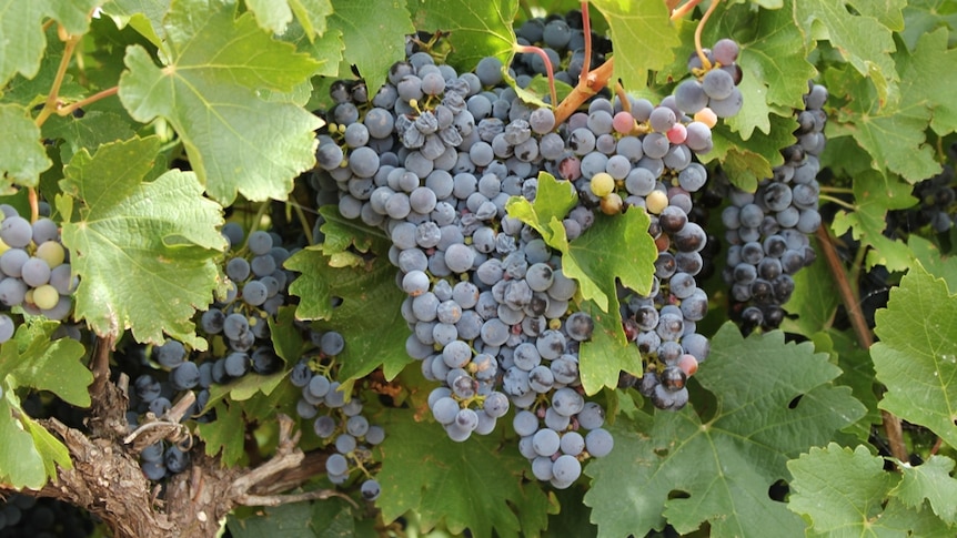 Cabernet grapes ready for harvest