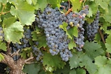 Cabernet grapes ready for harvest