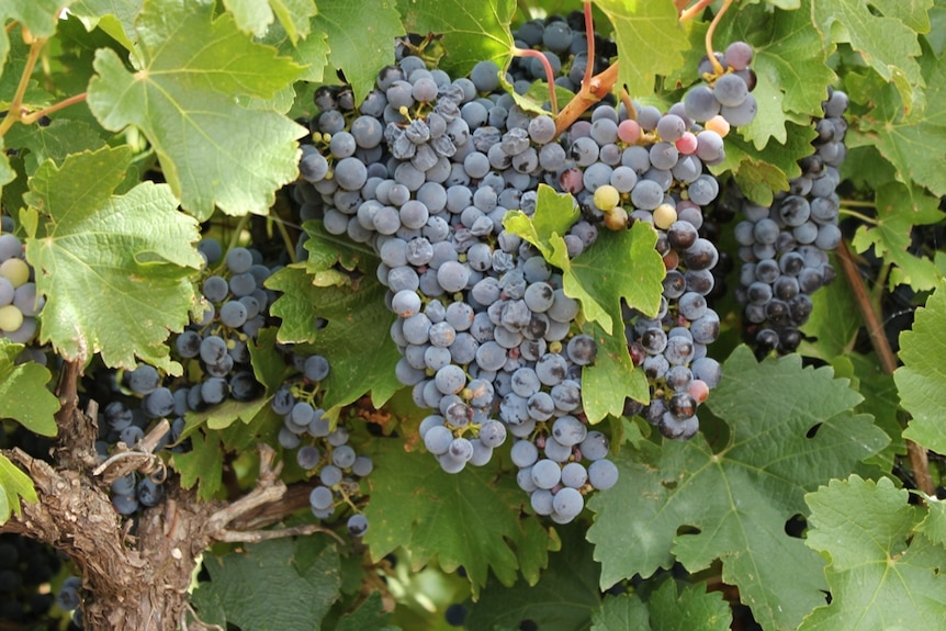 Ripe red grapes on the vine.