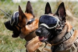 Two German Shepherds wear goggles