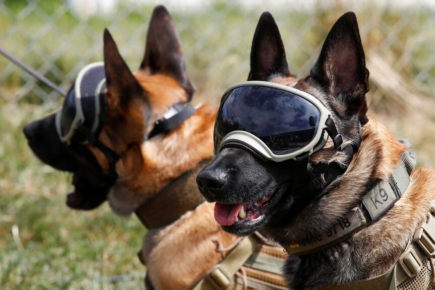 Two German Shepherds wear goggles