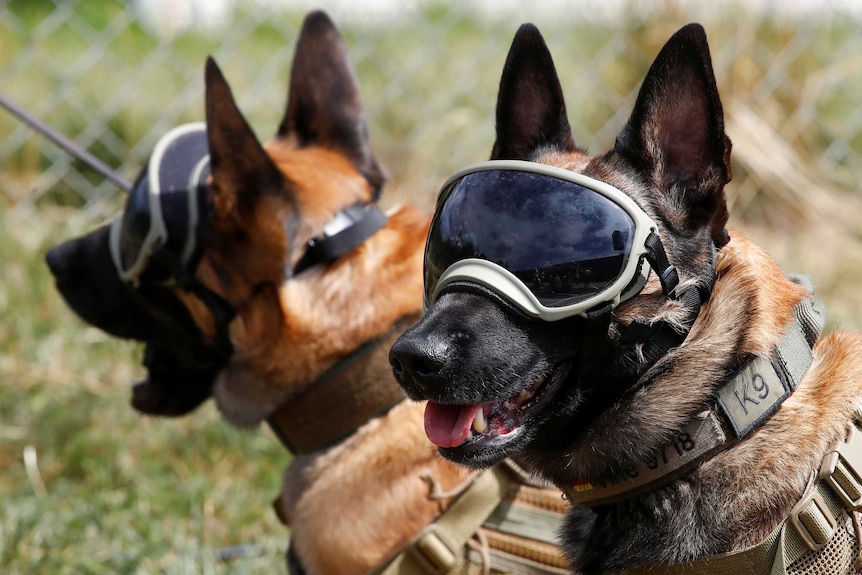 Two German Shepherds wear goggles