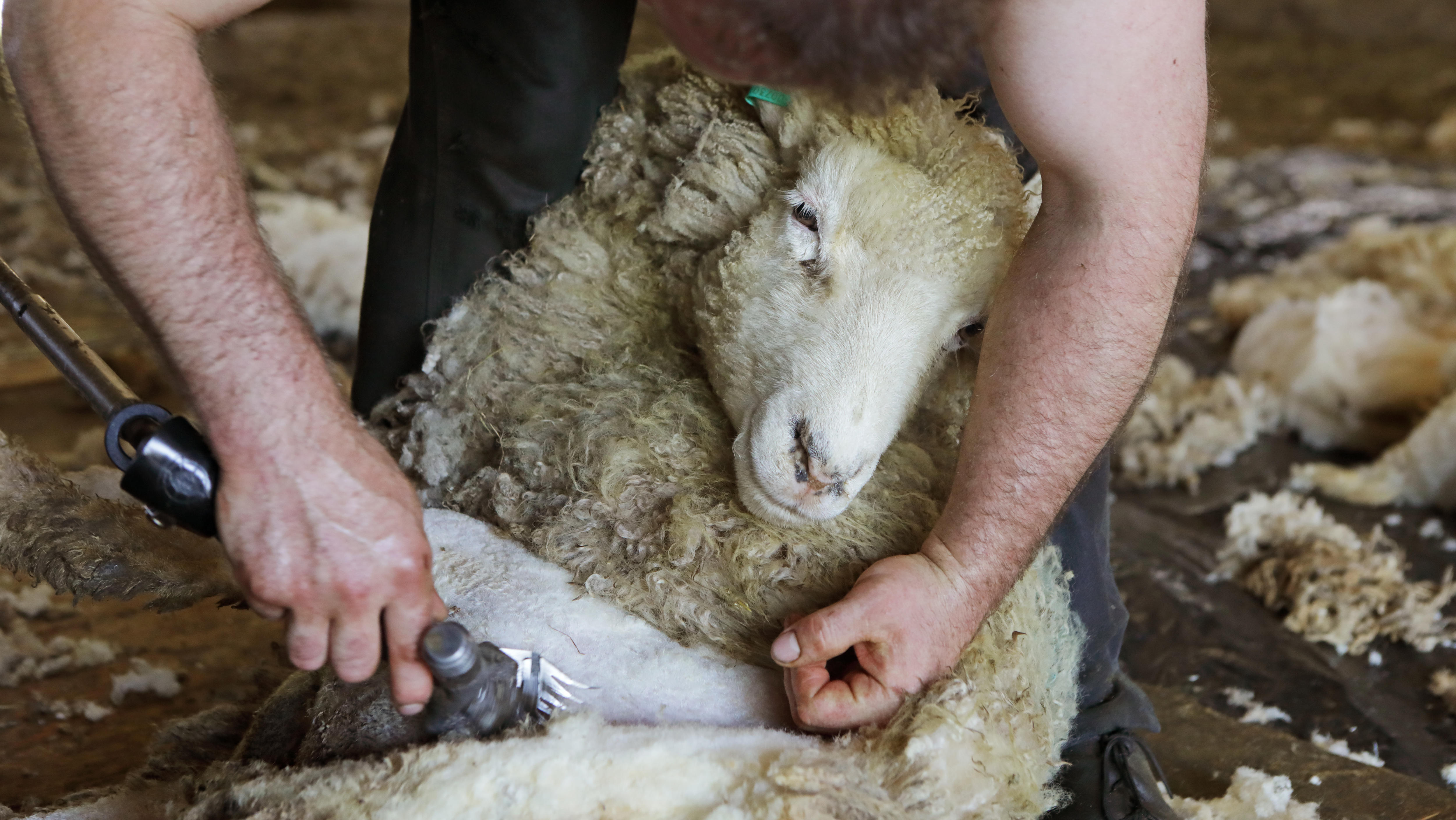 Fleeced — unravelling the history of wool and war