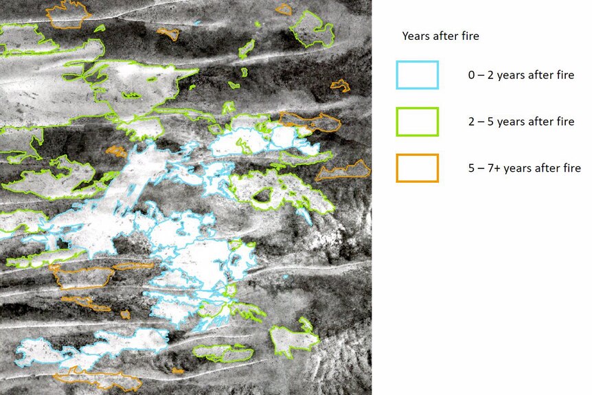 A black and white photograph with coloured lines indicating the age of fire scars.