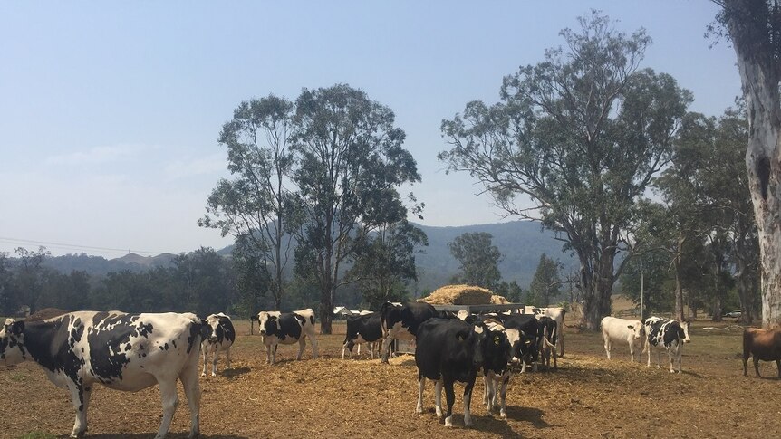 Dairy cows standing in front of smoky mountain escarpment of Kangaroo Valley in New South Wales.