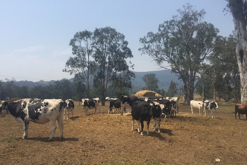 Dairy cows standing in front of smoky mountain escarpment of Kangaroo Valley in New South Wales.
