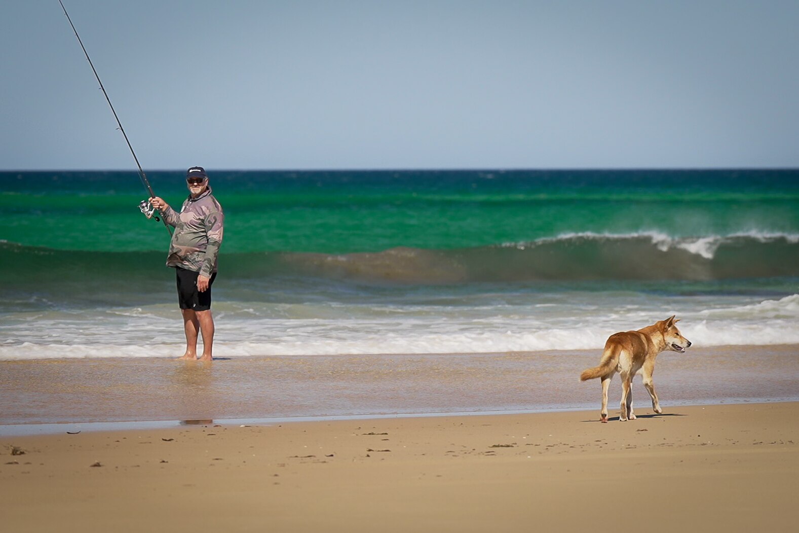 Dingo euthanased on K'gari as rangers plea with visitors to heed danger