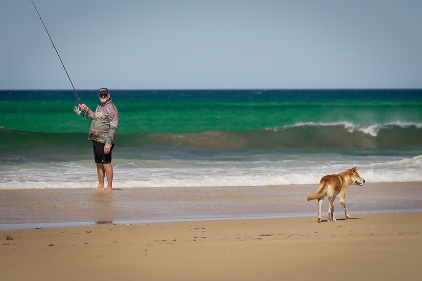 A fisherman stands in the water of a beach while a dingo walks past
