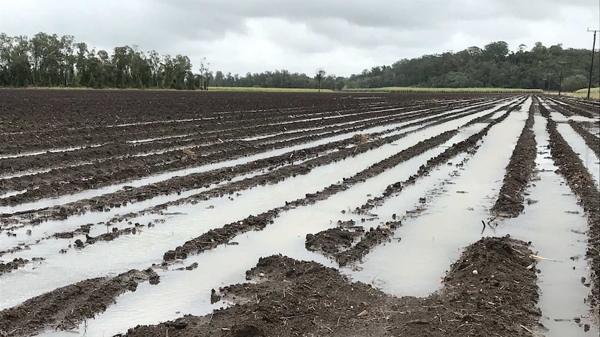 Cane planting on the NSW north coast is on hold because of the amount of rain