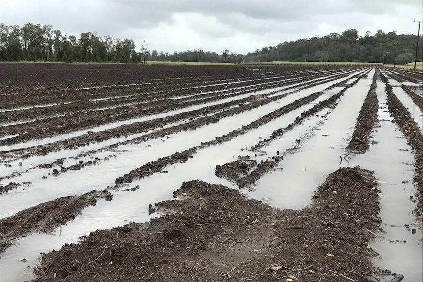 Above average October rain has brought the planting of sugar cane to a standstill south of Lismore