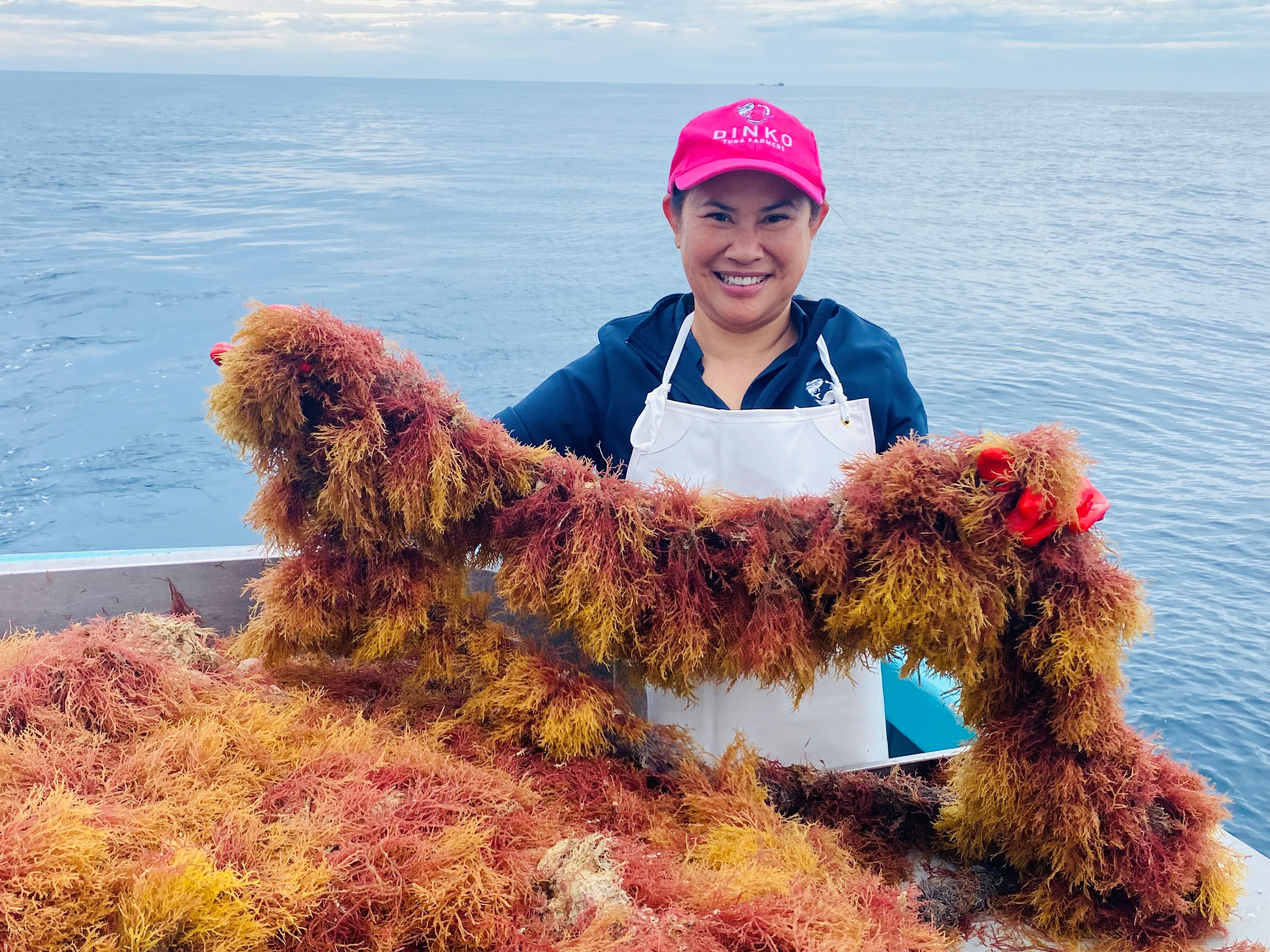 Woman in pink cap and apron holding up rope line of yellow and red tinges seaweed on back of boat, ocean in background