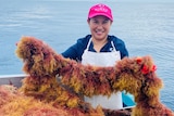 Woman in pink cap and apron holding up rope line of yellow and red tinges seaweed on back of boat, ocean in background