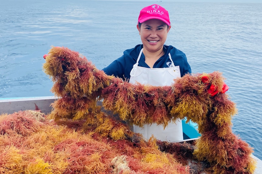 Woman in pink cap and apron holding up rope line of yellow and red tinges seaweed on back of boat, ocean in background