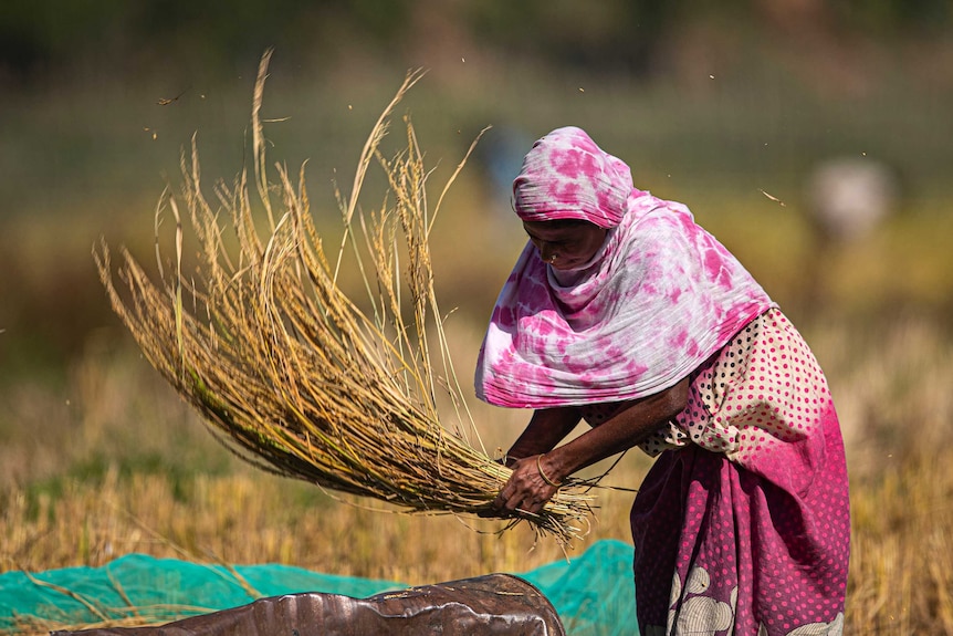 An Indian farmer thrashes paddy to separate the grain after harvest.