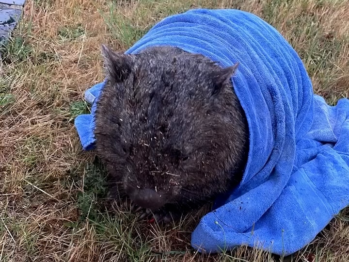 A wet wombat with a blue towel around it.