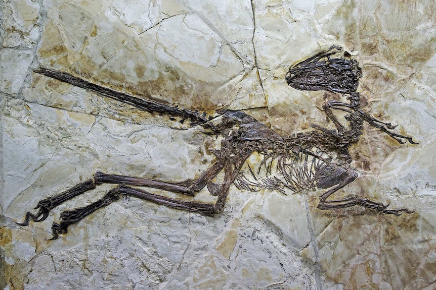 Preserved skeleton of Zhenyuanlong suni