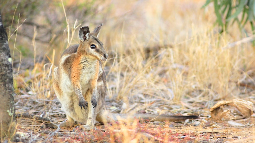 Wallaby 2