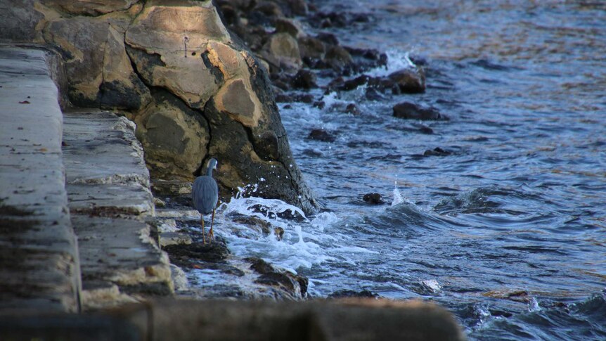 Water birds and rocks along Perth's Swan River.