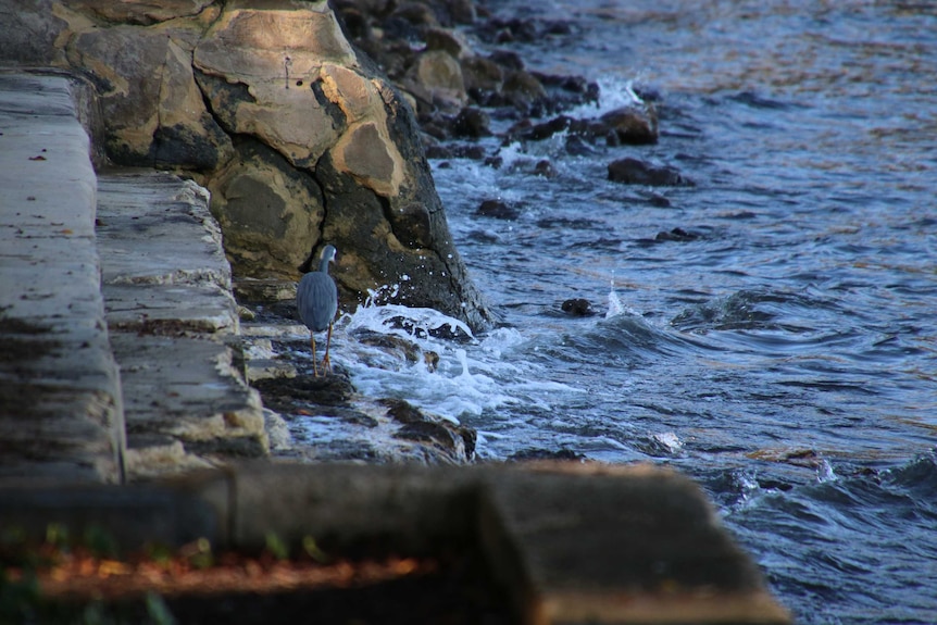 Water birds and rocks along Perth's Swan River.