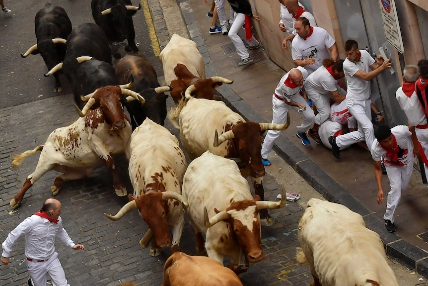 Revellers run next to fighting bulls as one bull falls down.