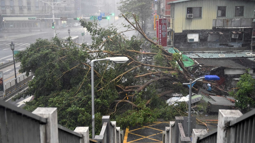 Damaged trees lie on the road as typhoon Soudelor hits Taipei