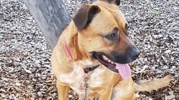 A dog sitting on bark chips with its tongue out.