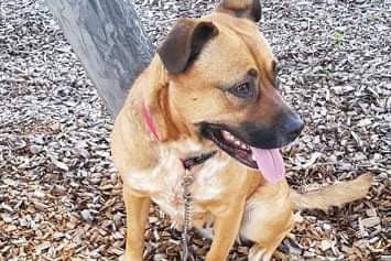 A dog sitting on bark chips with its tongue out