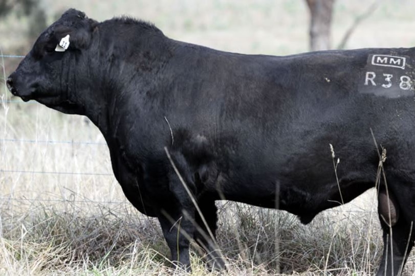 A bull in a paddock