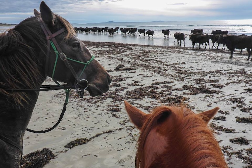 Robbins Island cattle crossing