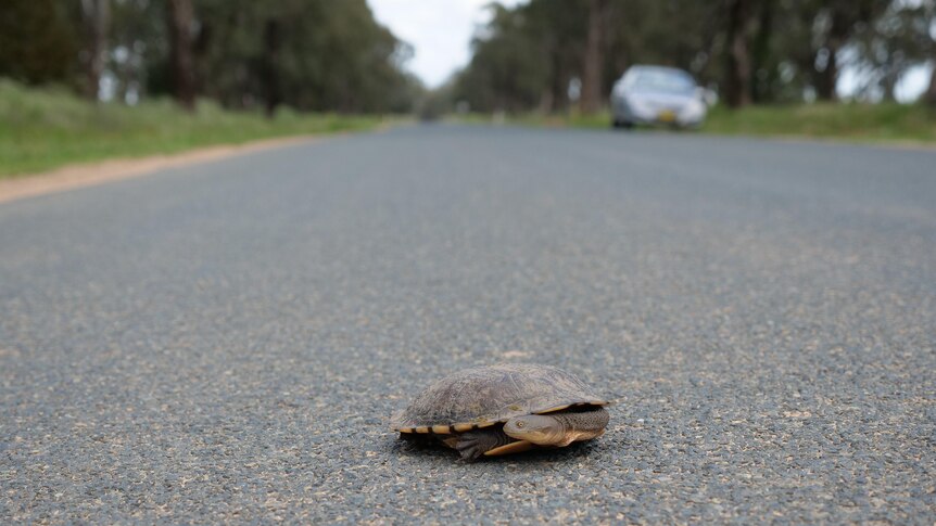 A long-necked turtle sitting in the middle of a road with a car parked on the side looks at the camera.