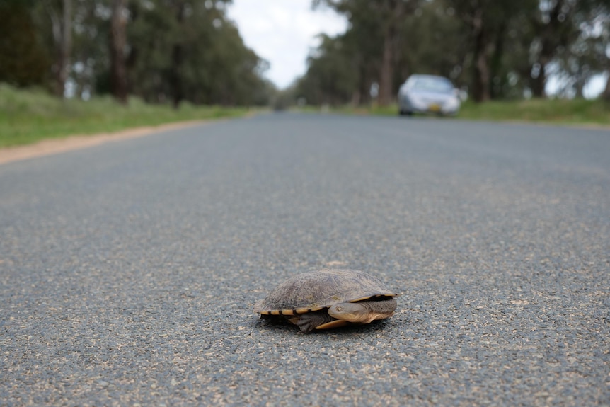 A long-necked turtle sitting in the middle of a road with a car parked on the side looks at the camera.