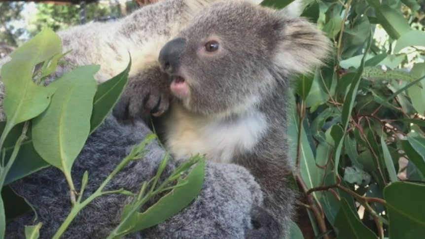 Koala joey emerges from mother's pouch