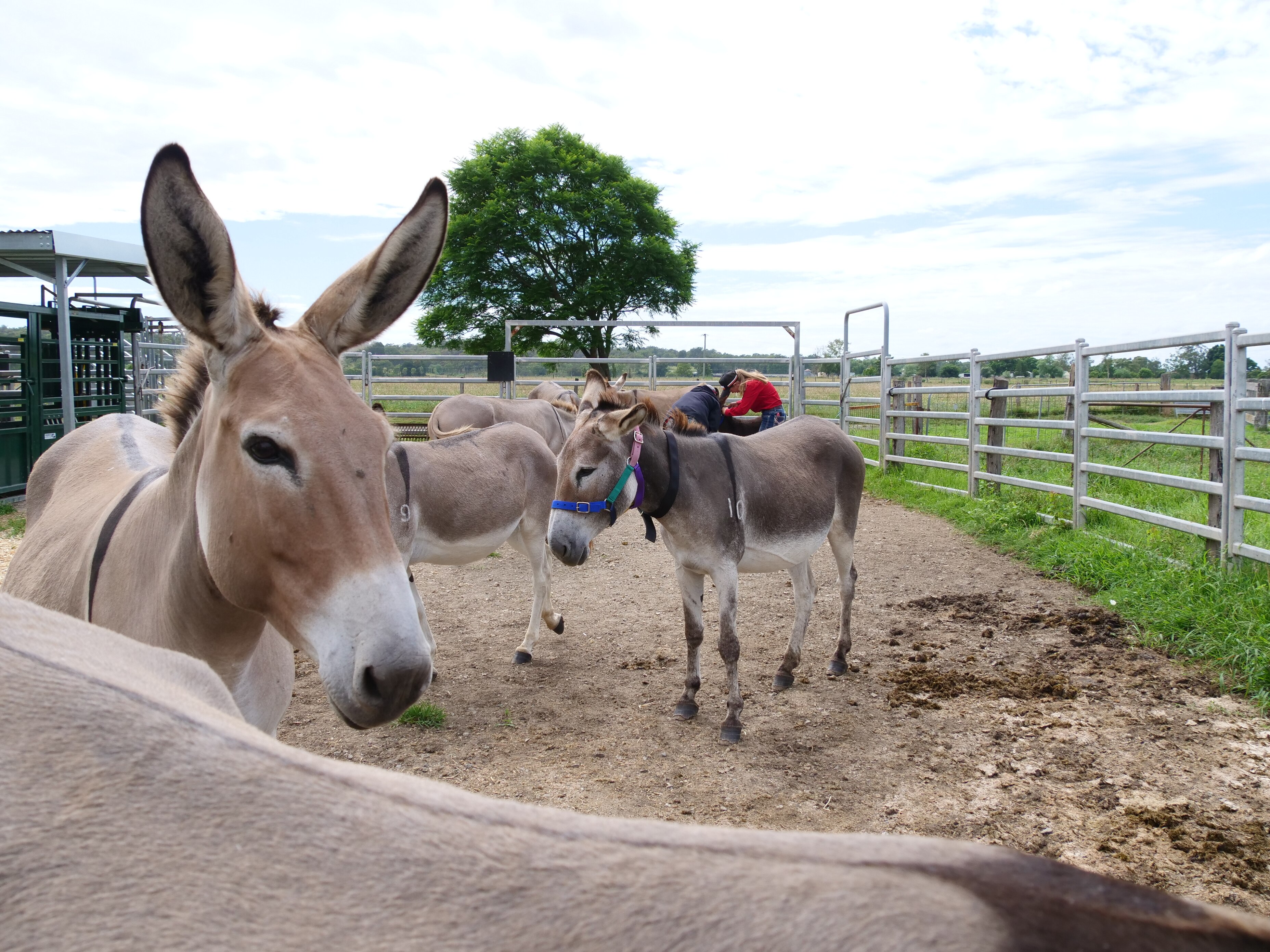 A donkey with big ear looks to the camera while others stand behind, some wearing head collars