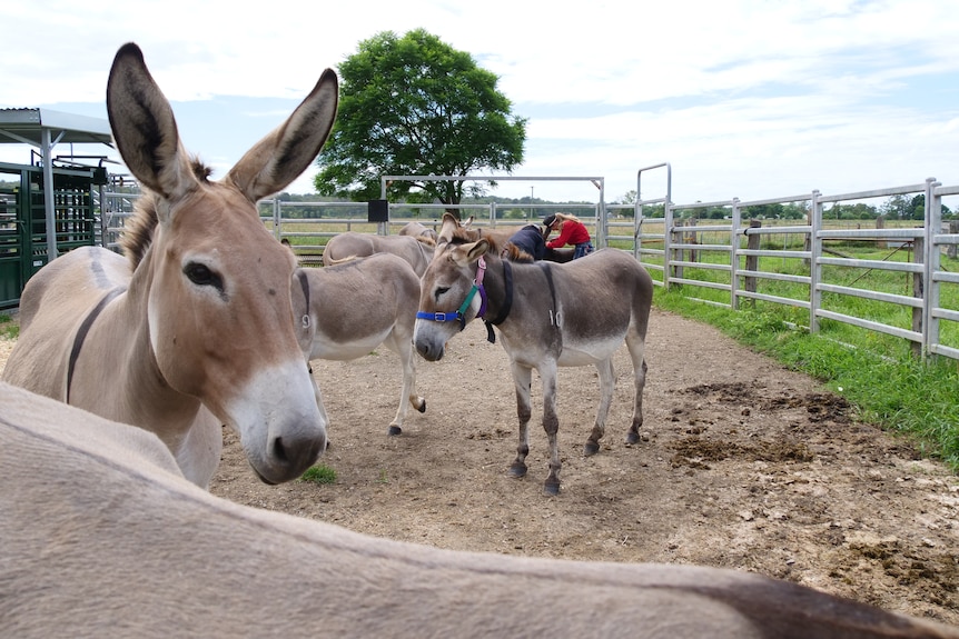 A donkey with big ear looks to the camera while others stand behind, some wearing head collars