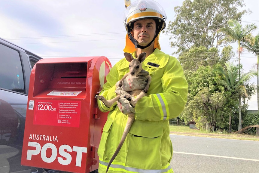 A fireman holds a joey kangaroo standing in front of a post office box