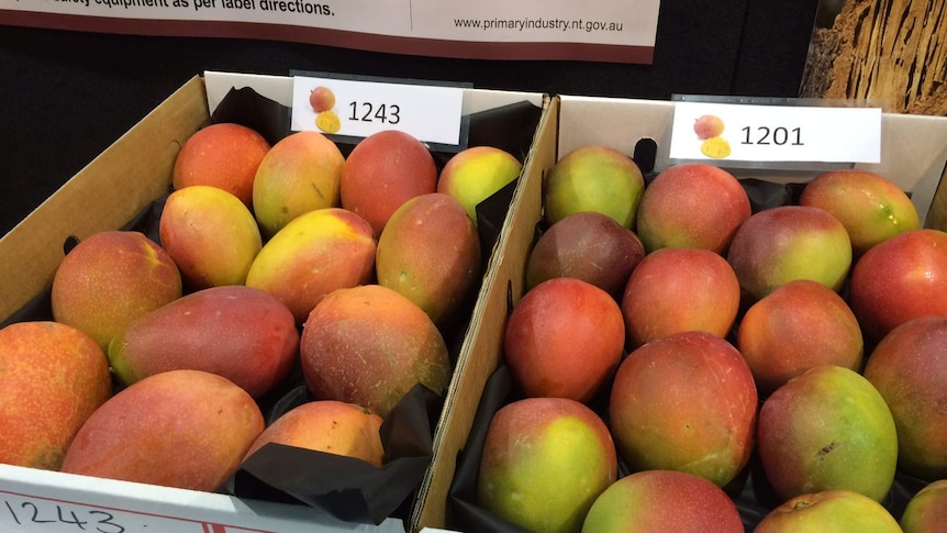 Mangoes sitting in two boxes.